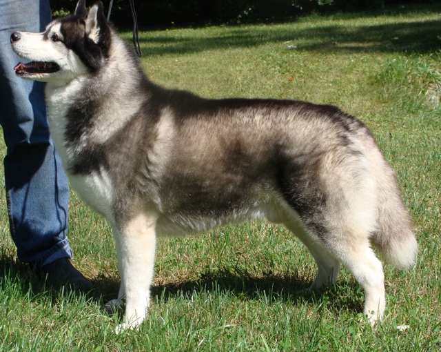 Denali, recently turned veteran.