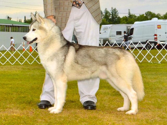 Jack taking Best of Breed under Judge Jack Ireland at the St. Francis show in 2013.
