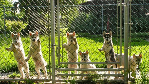 Puppies in the dog yard.